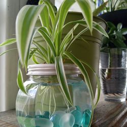 Spider Plant Baby With Roots