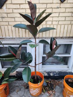 Rubber Tree 4ft tall
