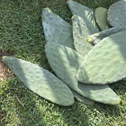 Pencas de nopal