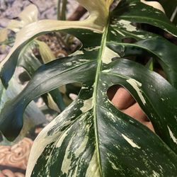 REDUCED Variegated Monstera Mint NOID  Plant (pls Read Description Below)