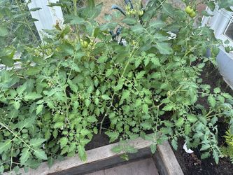 Cherry Tomato Plants