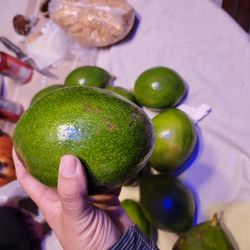 Avocado