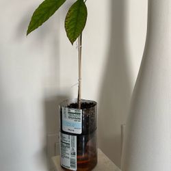Young Avocado Tree Sapling