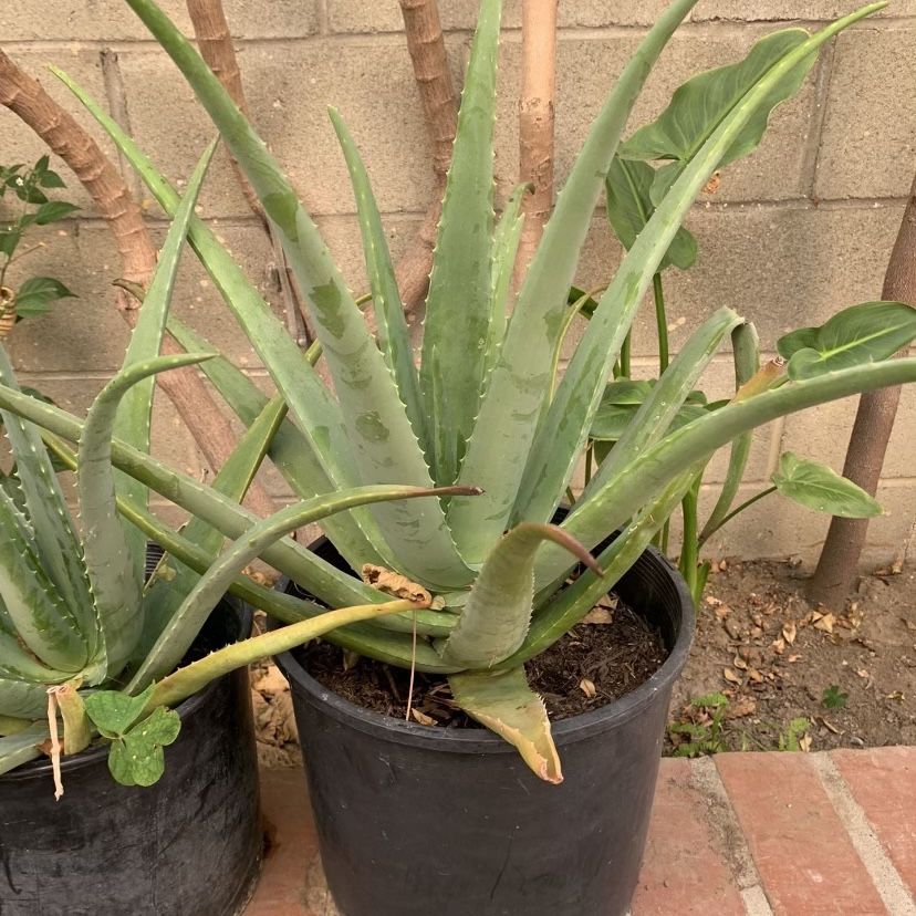 Big Aloe Vera / Savila