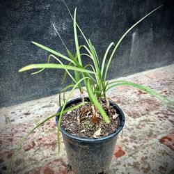 Chives