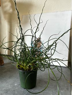Corkscrew Rush (Juncus effusus Spiralis)