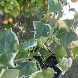 Variegated Wax Ivy Succulent 