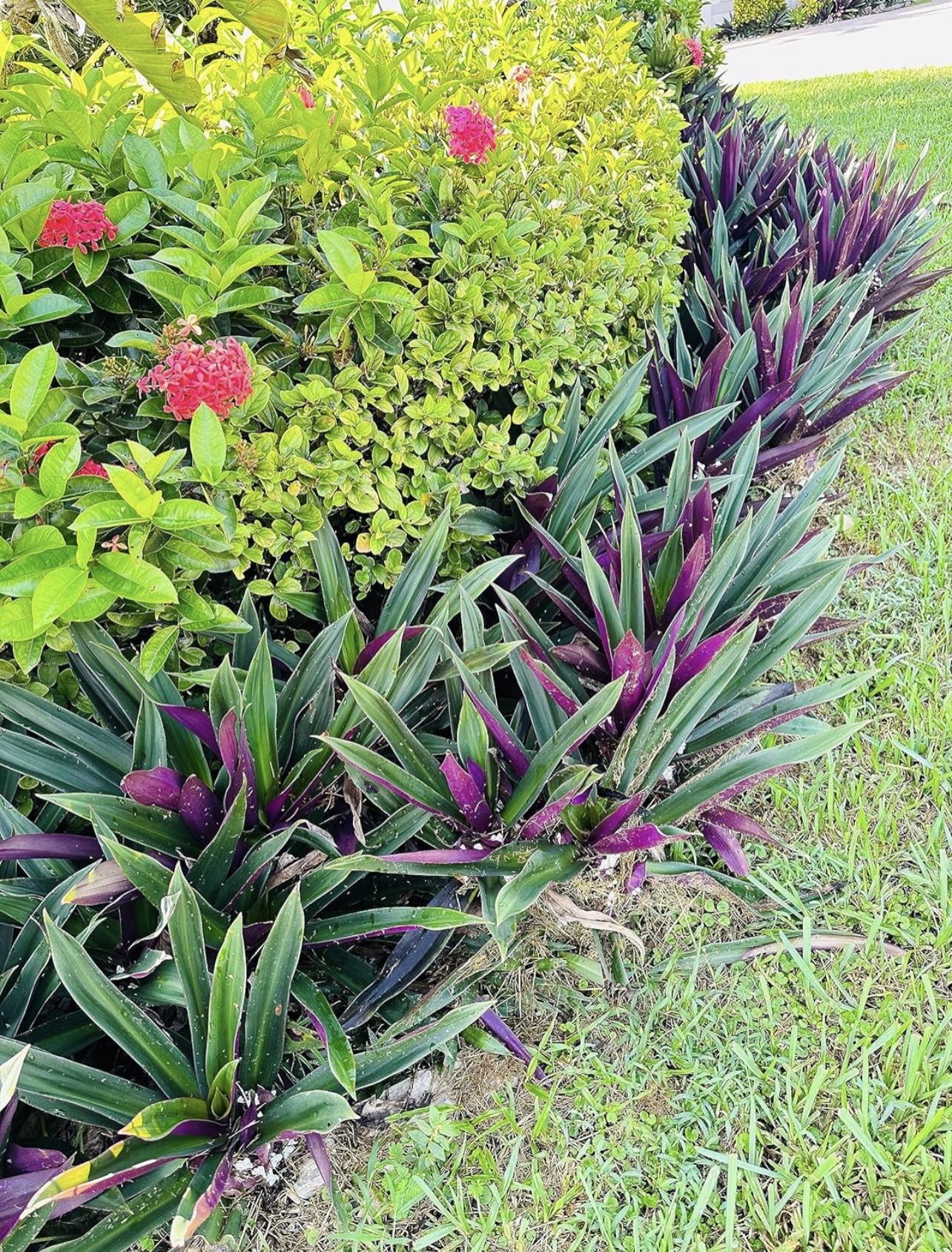Oyster Plant Purple & Green In Pot - Grows to Medium Height Outdoor Plant- Strong Young Small Plants