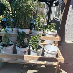 (8) 5 Gallon Bucket Garden 