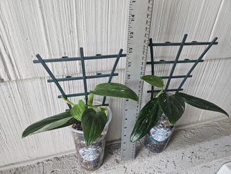 Monstera Standleyana Variegata Plant With Mini Trellis 