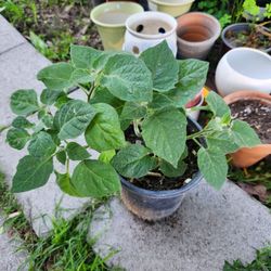Golden Berry Plants Pot❤️