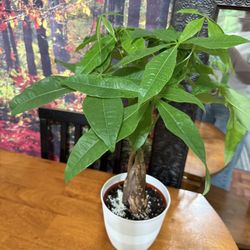 ♥️SUPER HEALTHY♥️Gud Luck Money Tree (PLS READ DESCRIPTION)