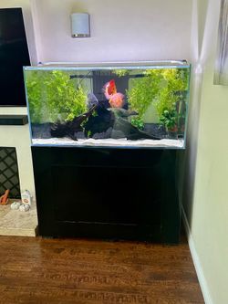 120 Gallon Rimless Euro-Brace Aquarium with Stand