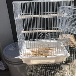 Bird Cage