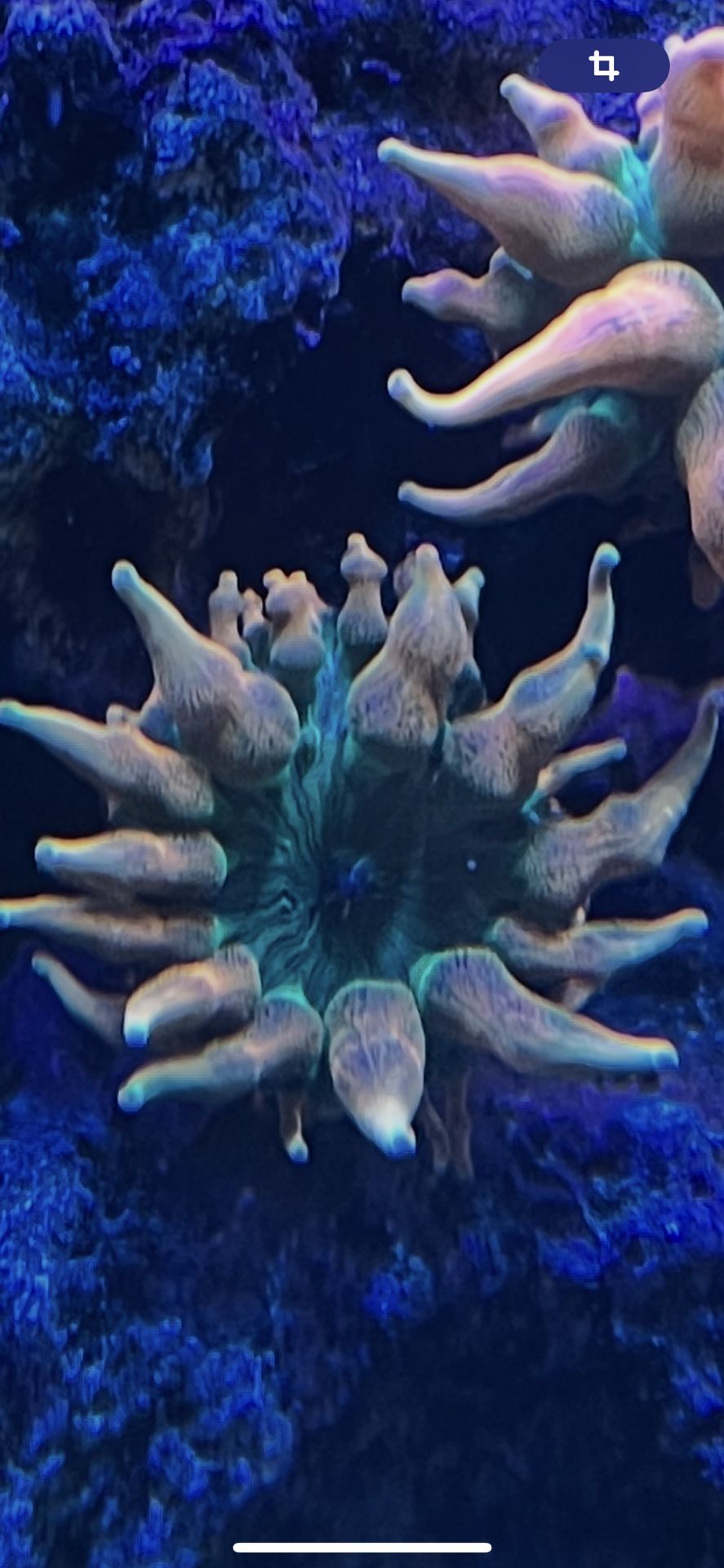 Colorado Sunburst Bubble Tip Anemone