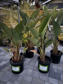 Bird Of Paradise $12 each or 2 for $20