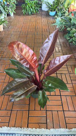 Red Princess Philodendron 6” plant