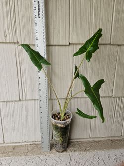 Alocasia Sarian Plant