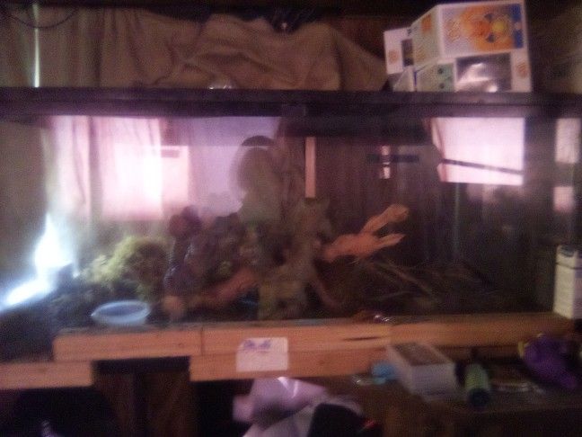 50 Gallon Aquarium