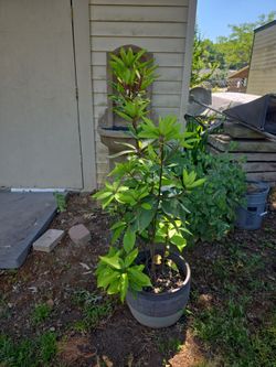Star anise  plant about 3 years old. Pot not included