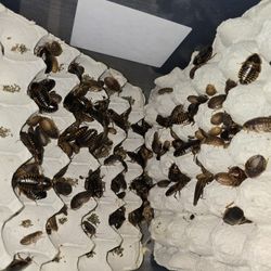 Dubia Roaches