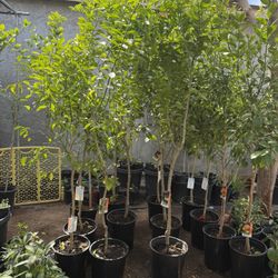 Mexican Key Lime Trees 6F The Tall $60 Each Price Firm 