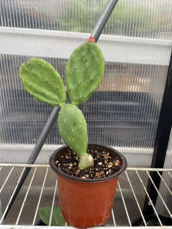 Cactus Plant