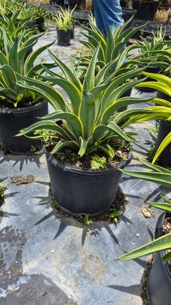 Plantas para privacidad y diseño de jardines!