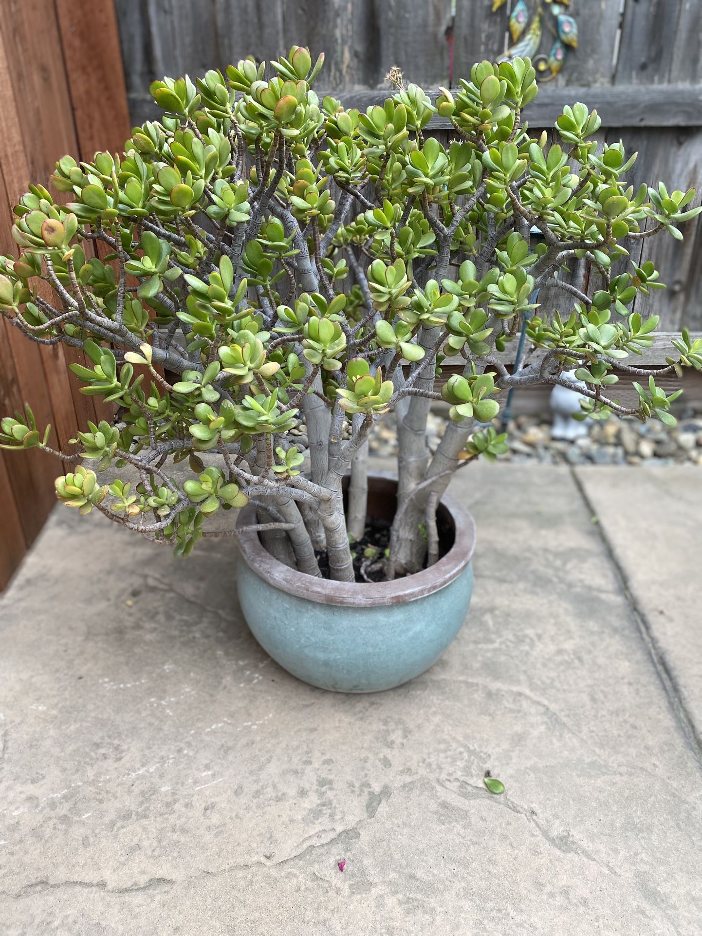 Large, Mature Jade Plant in Ceramic Blue-Green Pot PENDING