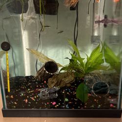 Fish Tank With 4 Fish and A Snail With Appliances