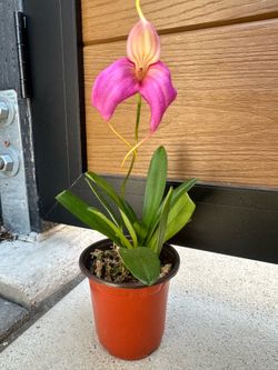 Masdevallia orchid