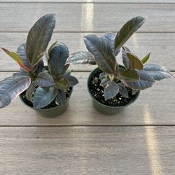 Ruby Ficus Plant comes in a 4” nursery pot. $6 ea. Check profile for more plants 