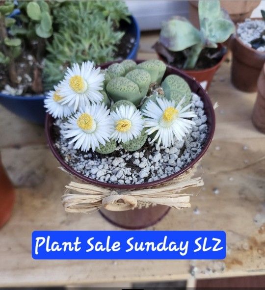 PLANT SALE TODAY (SUNDAY) IN SAN LORENZO  STARTS AT 1230