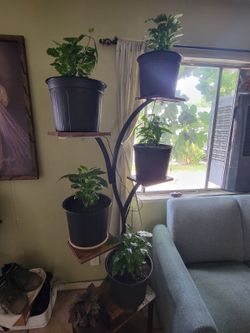 Arabica coffee ☕️ plants
