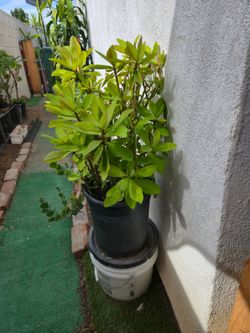African Milk plant