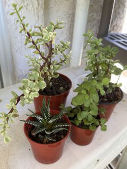 🩷SUCCULENTS 4” Pot $5 EACH🩷