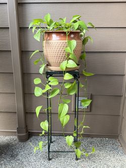 Real Long Trailing Neon Pothos House Plant in a Ceramic Planter Pot with Drainage