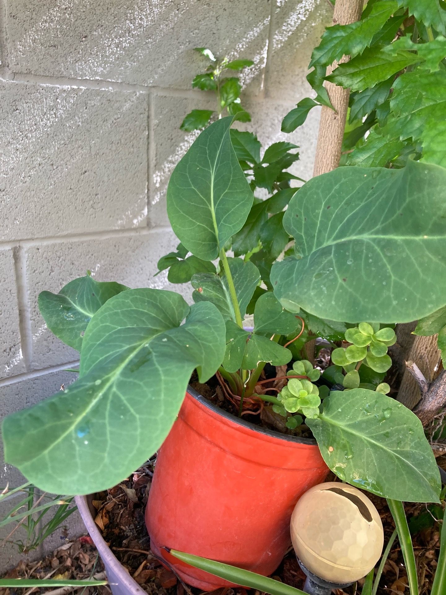 Yerba mansa