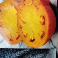 Tomato Plant, Dad's Orange