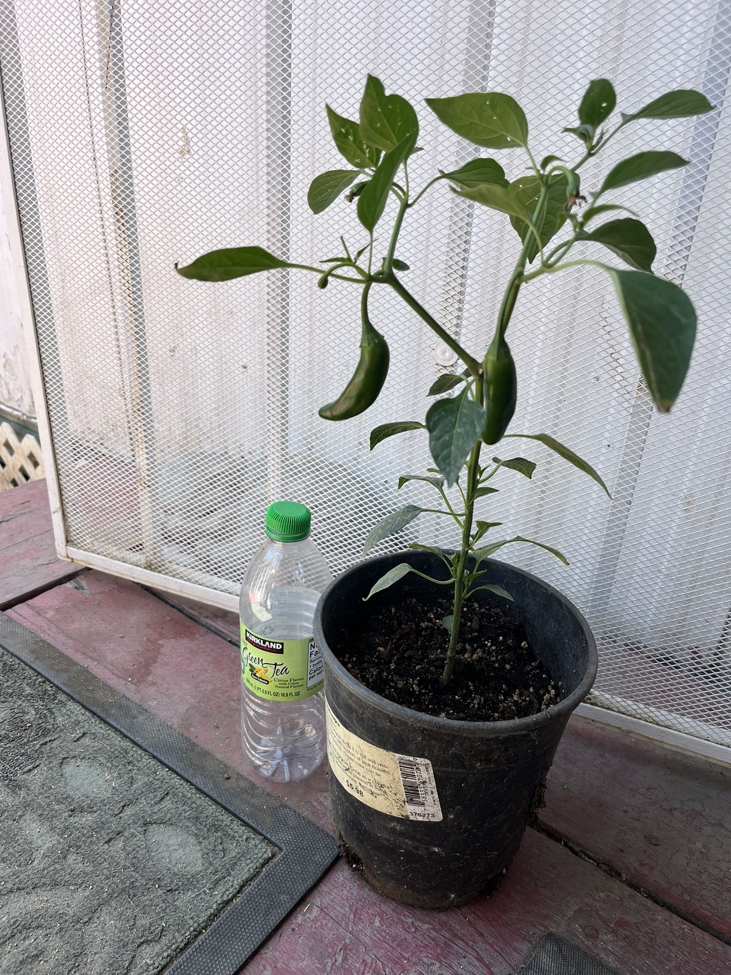 Chile Serrano
