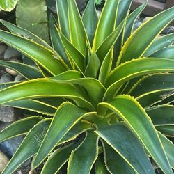 Agave Desmettiana 
