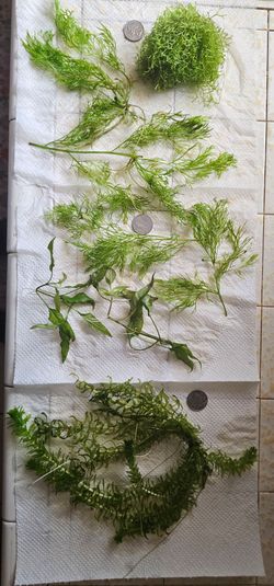 Live aquarium plants