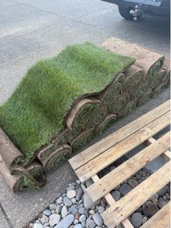 FREE Fresh cut Sod Rolls most pick them up tomorrow
