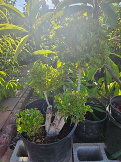Beautiful Bonsai