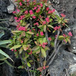 Crown Of Thorns Or Christ  Plant - Large Blooming 