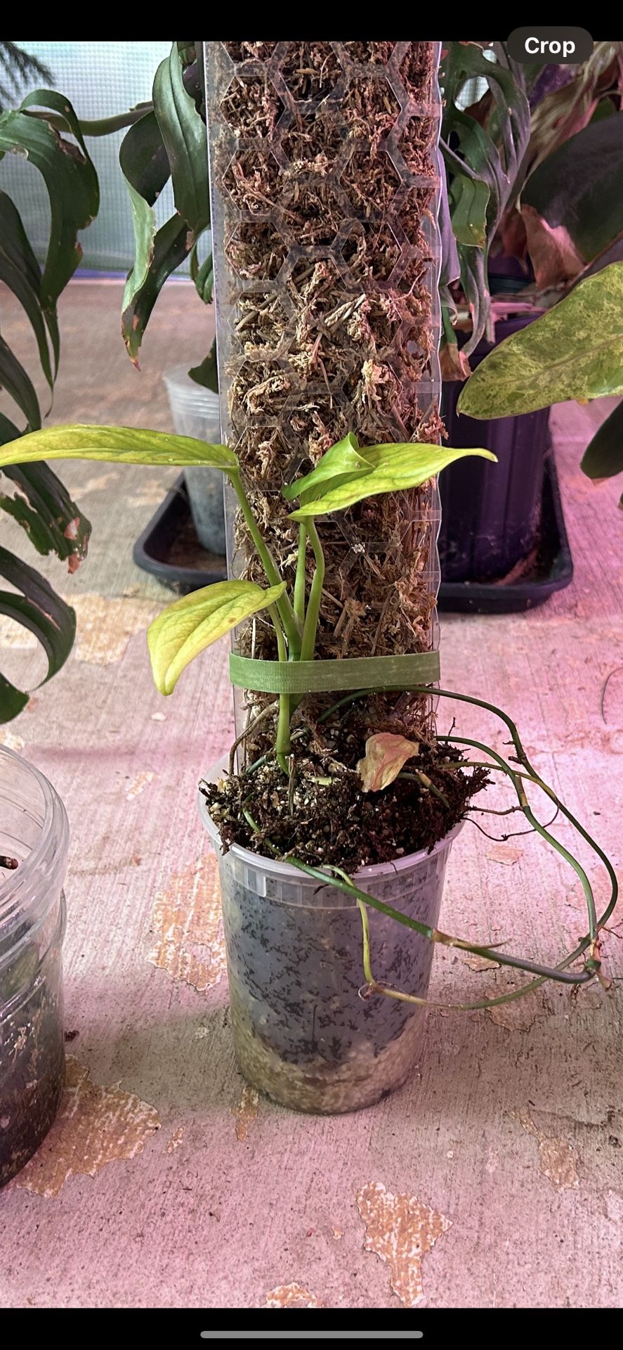 philodendron paraiso verde Exotic Plants