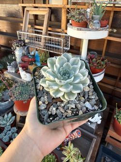 Echeveria Tinkerbell 4”