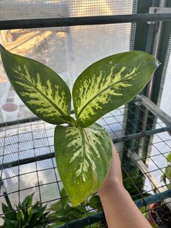 Dieffenbachia Tropic snow