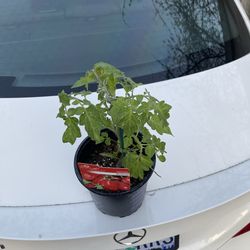 Roma Tomato Seedlings, in one gallon pot