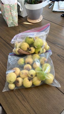 FREE GUAVAS ON PORCH